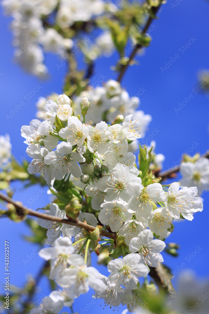 Beautiful white cherry blossom tree in spring time. Fresh blooming petals. Springtime in Slovakia Beautiful white cherry blossom tree in spring time. Fresh blooming petals. Springtime in Slovakia