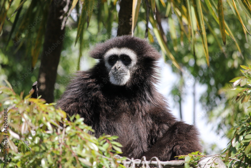 Obraz premium White handed (Lar) Gibbon sitting in a tree