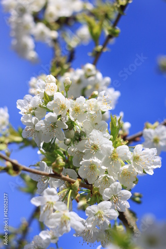 Beautiful white cherry blossom tree in spring time. Fresh blooming petals. Springtime in Slovakia