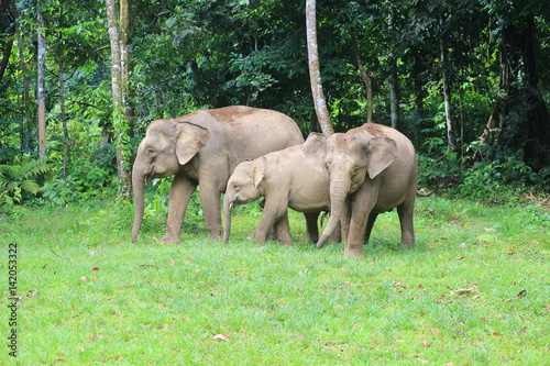 Borneo elephant  Elephas maximus borneensis  in Sabah  Borneo