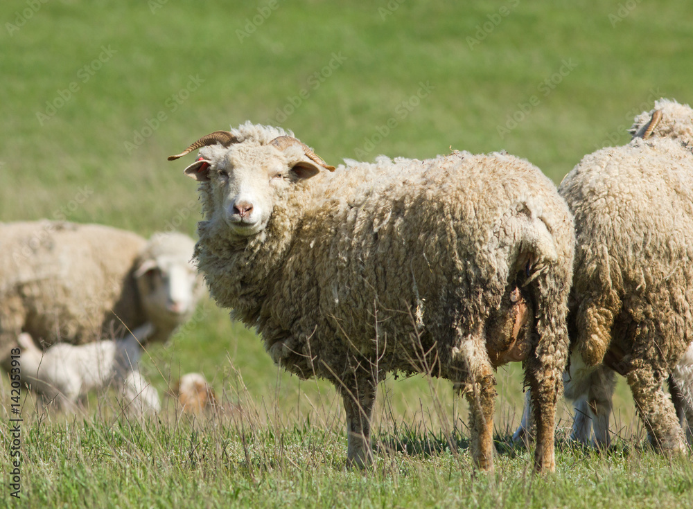 Sheeps (Ovis aries) in the field, Kalmykia, Russia Sheeps (Ovis aries) in the field, Kalmykia, Russia