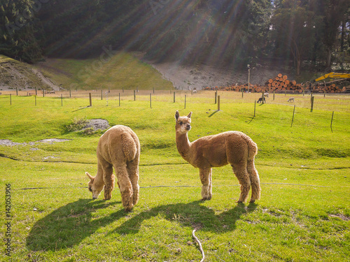 Alpaca, Walter Peak High Country Farm, New Zealand