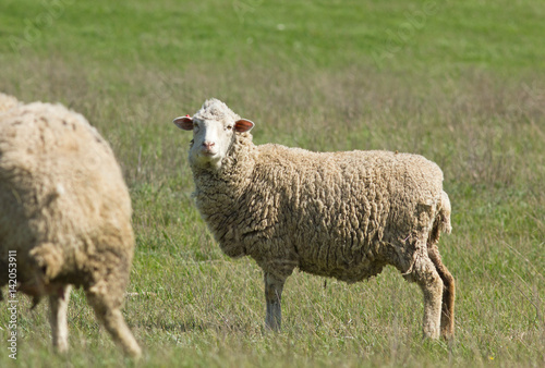 Sheeps (Ovis aries) in the field, Kalmykia, Russia