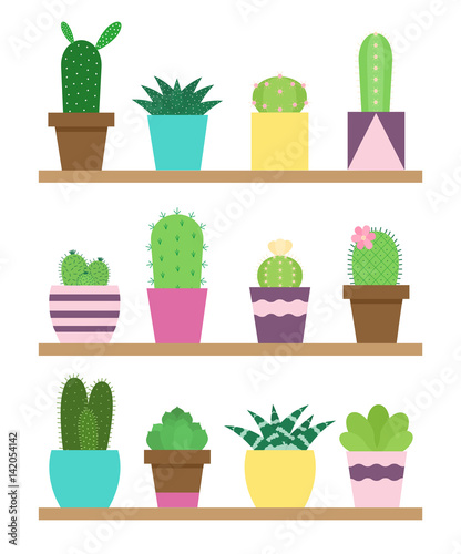 Succulents and cactus on shelf. Indoor plants in flat style.