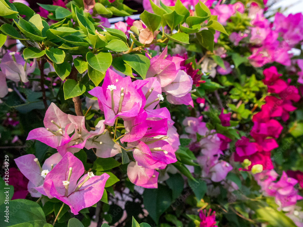 Purple and Pink Bougainvillea Flowers with leaves Purple and Pink Bougainvillea Flowers with leaves