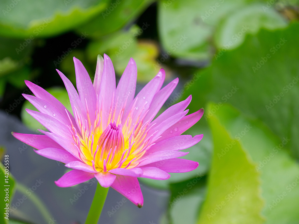 Close up of Bloomed Purple Lotus in Pond Close up of Bloomed Purple Lotus in Pond