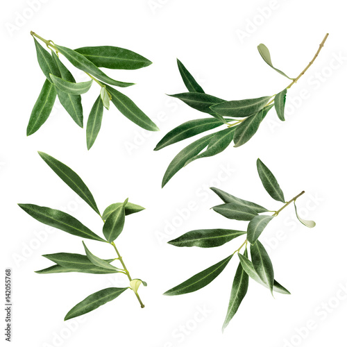 Set of green olive branch photos, isolated on white