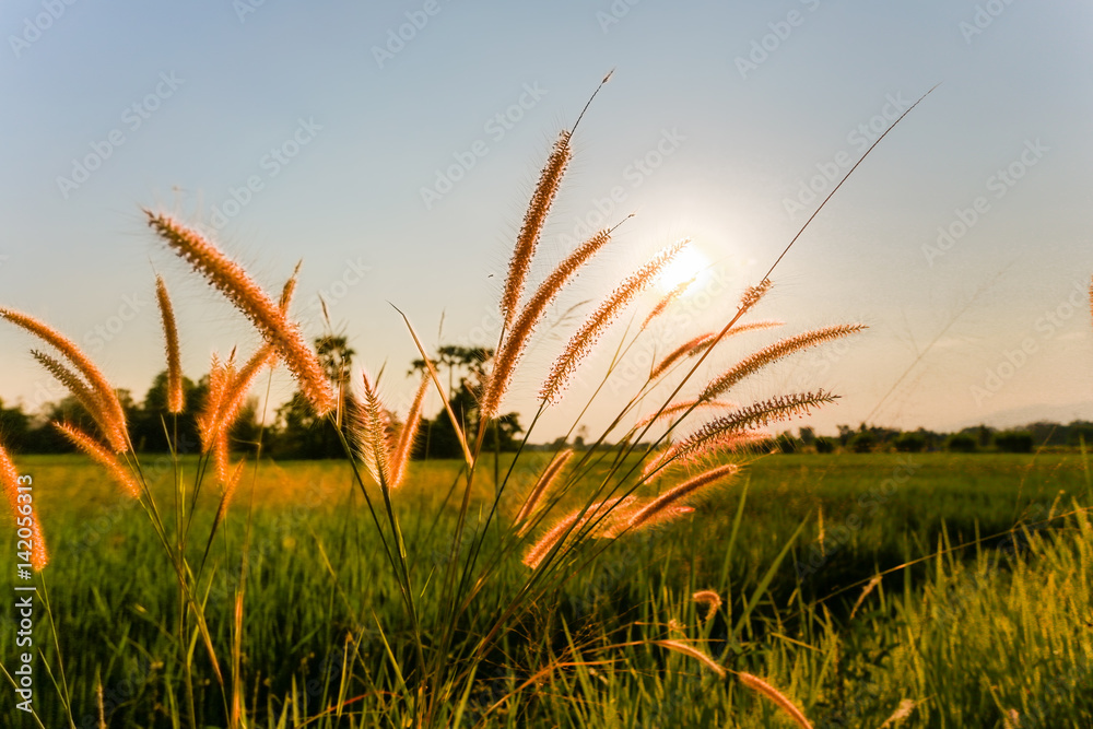 Fototapeta premium Grass and sunset