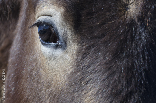 horse © Olga