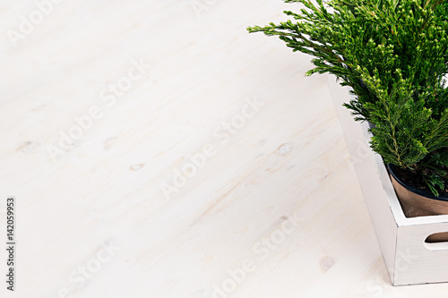 Home soft modern minimalistic with young green plants in white box with copy space on beige wood table.