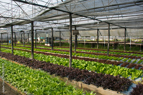 Hydroponic vegetables growing in Farm