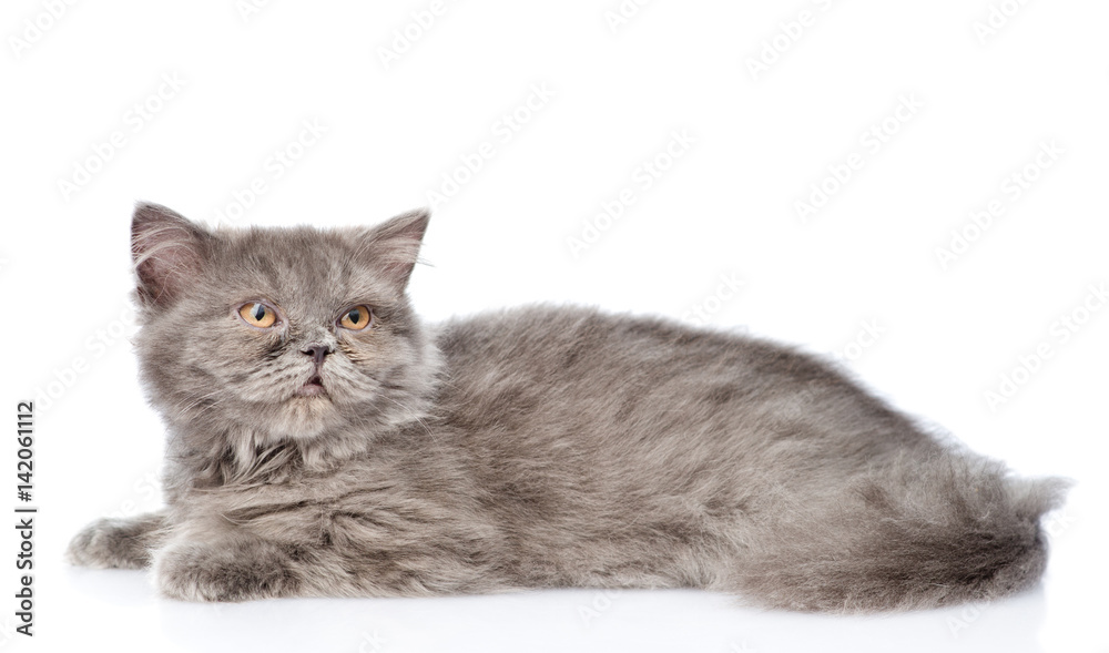Obraz premium Scottish highlander cat lying in side view. isolated on white background