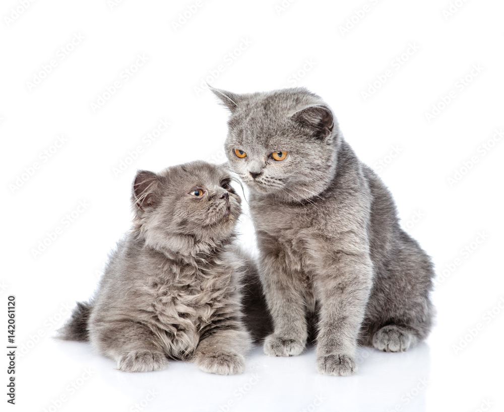 Two Scottish cats sniff each other. isolated on white background Two Scottish cats sniff each other. isolated on white background