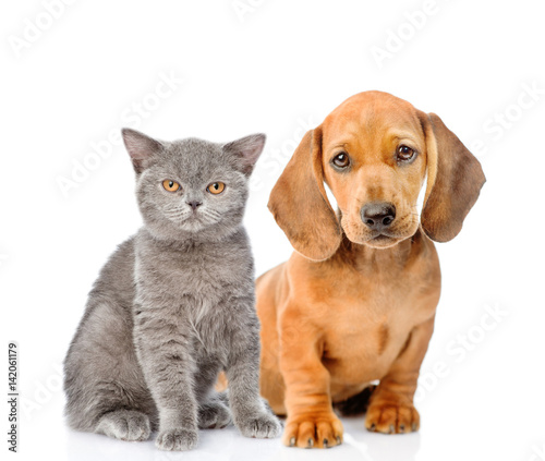 Dachshund puppy sitting and scottish kitten sitting together. isolated on white background
