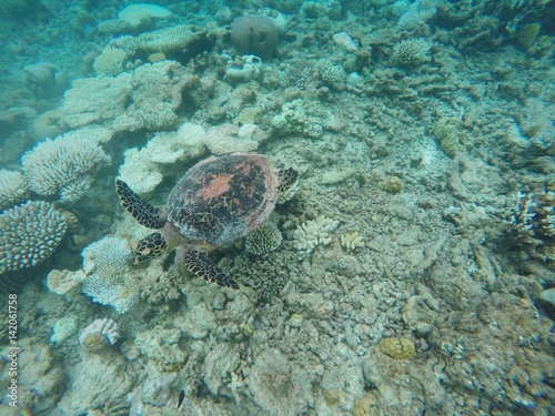 Turtle swimming over maldivian coral reef, Ari Atoll