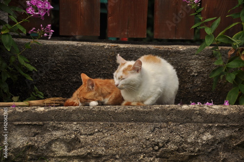 domestic cat (Felis catus)