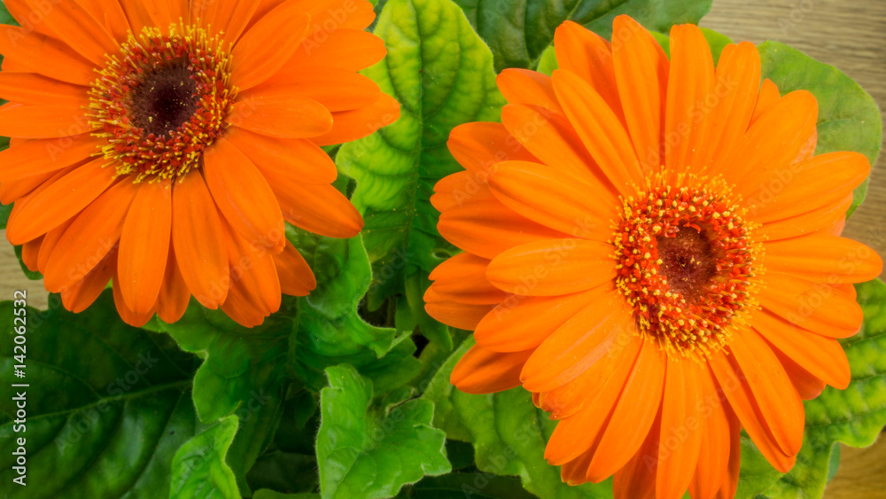 Orange gerbera bloom with green leaves on a wooden table Orange gerbera bloom with green leaves on a wooden table