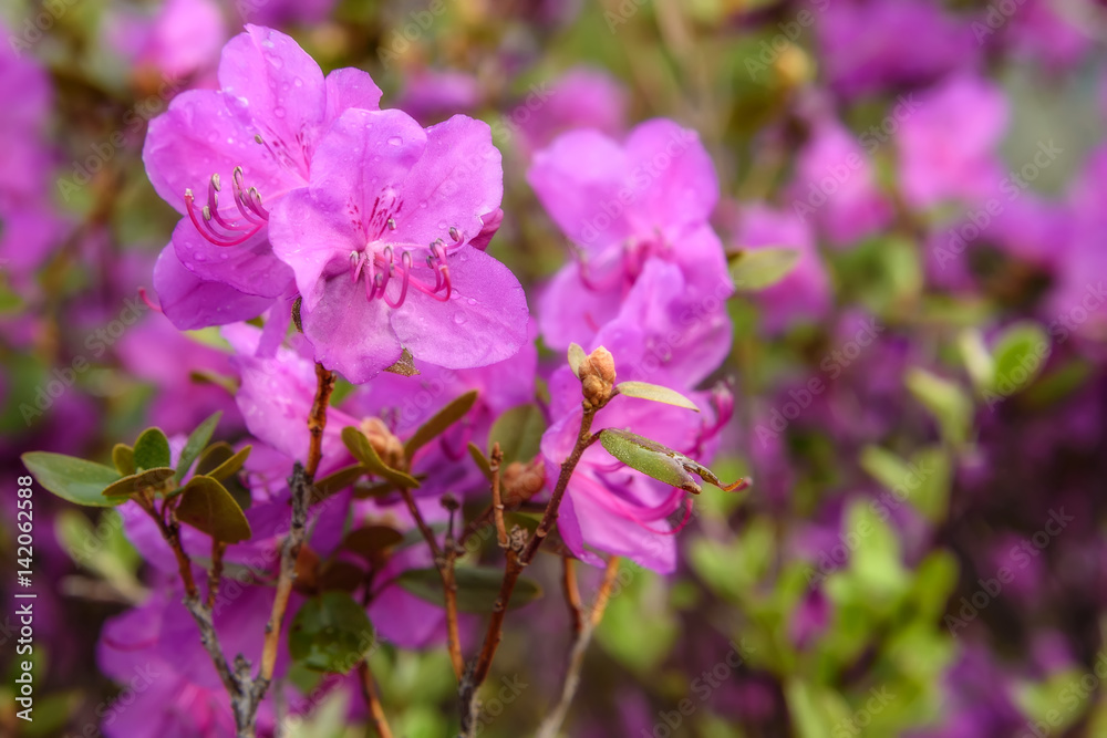 rhododendron flowers magenta background rain rhododendron flowers magenta background rain