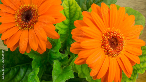 Orange gerbera bloom with green leaves on a wooden table