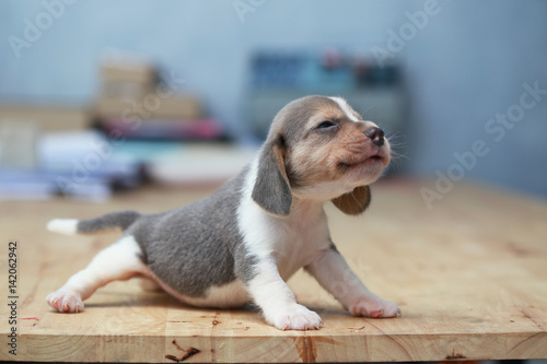 strong beagle puppy in action