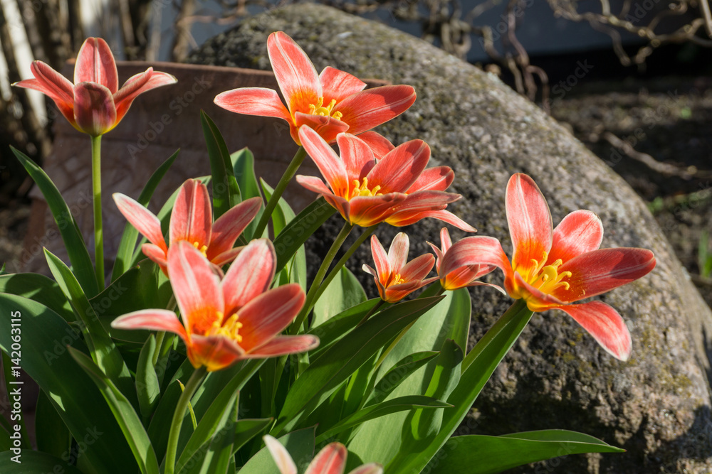 Colored tulips in the garden at sunshine Colored tulips in the garden at sunshine