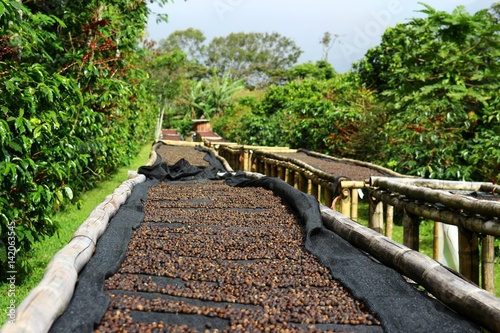 Coffee cherries lying to dry on bamboo raised beds in Boquete, Panama 2/3 photo