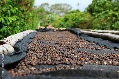 Coffee cherries lying to dry on bamboo raised beds in Boquete, Panama 1/3 photo