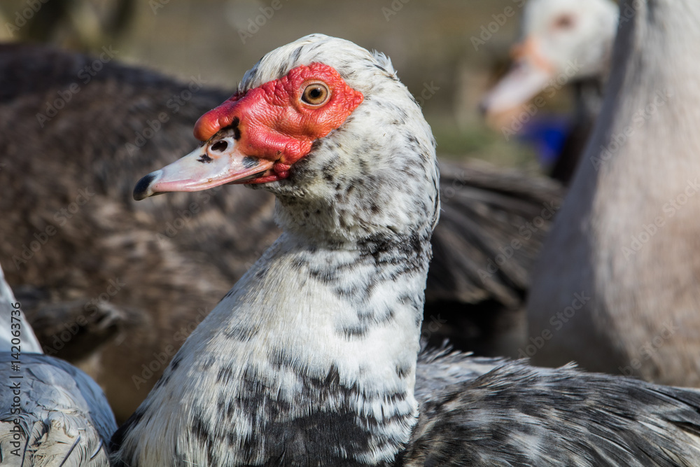 enten beim Sonnen enten beim Sonnen