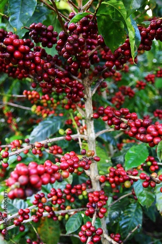 Coffee cherries on a coffee tree in Boquete, Panama 4/4