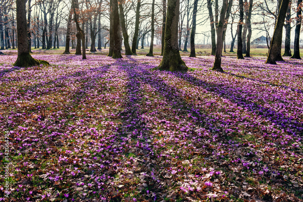 Naklejka premium blossoming crocus flowers in the forest.