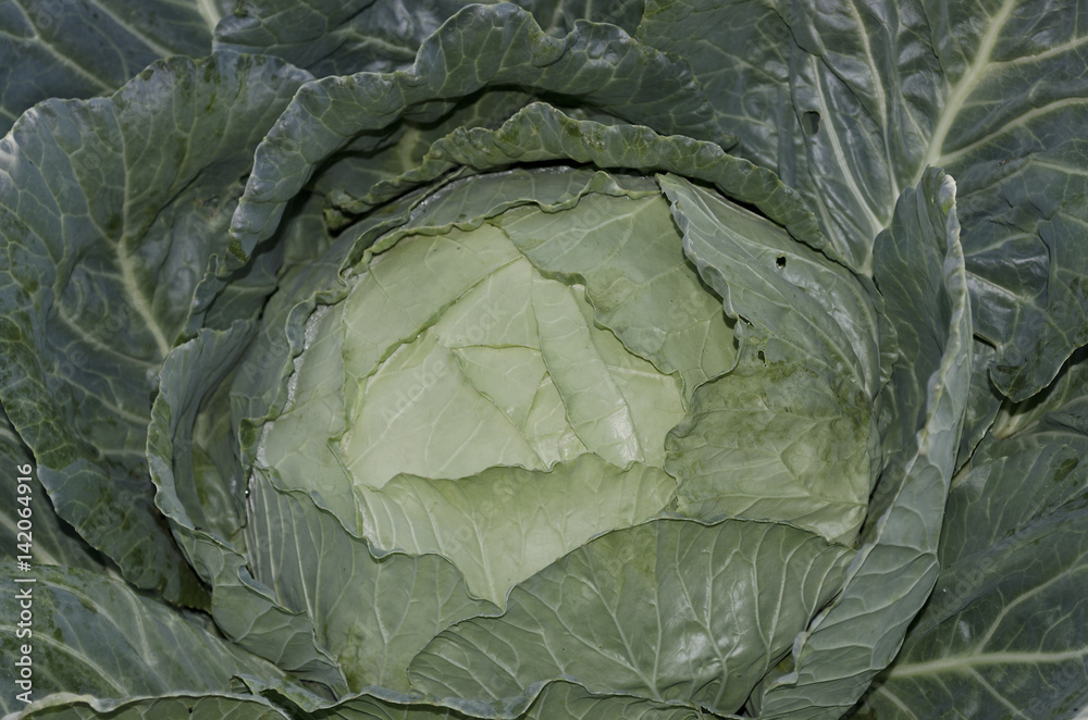 Obraz premium Organic vegetables growing in the garden