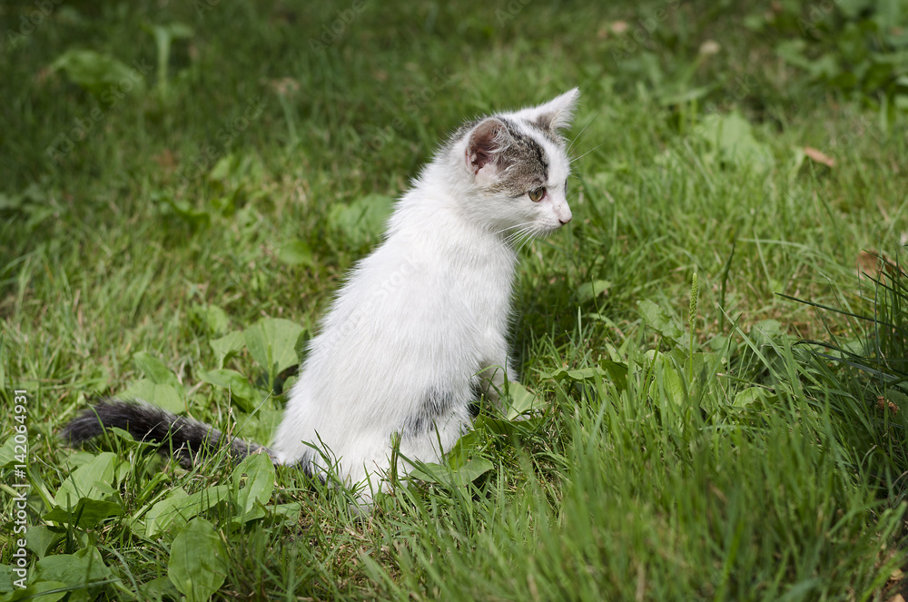 Obraz premium Small playing cat on the green lawn