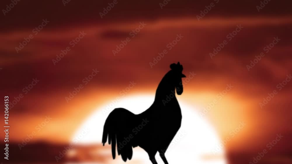 Time lapse of silhouette of rooster in the morning with sunrise background