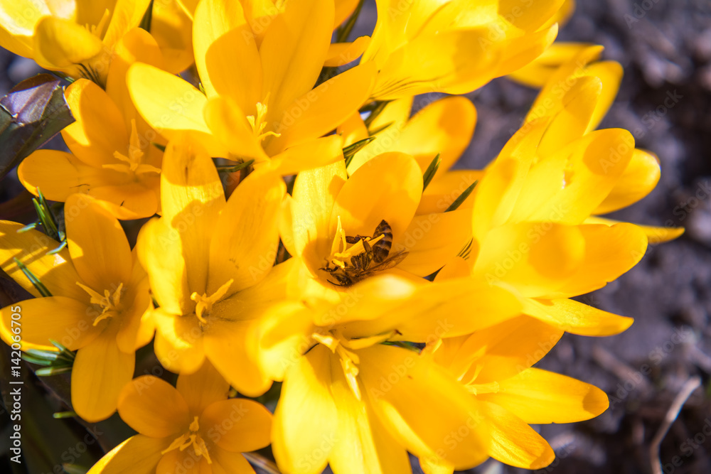 Obraz premium Bee collects nectar and flies. Violet blooming crocuses. Sunny day.