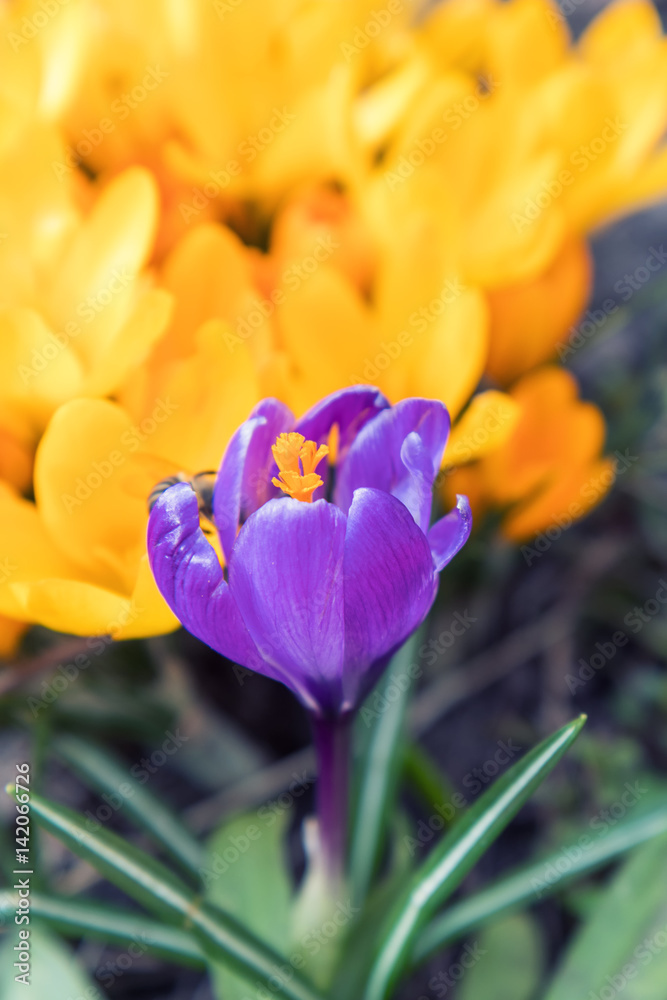 Bee collects nectar and flies. Violet blooming crocuses. Sunny day. Bee collects nectar and flies. Violet blooming crocuses. Sunny day.