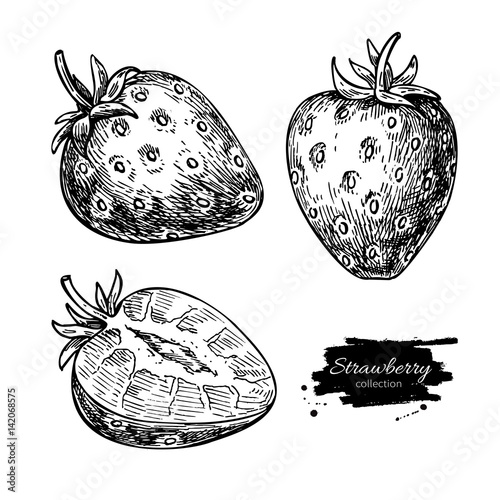 Strawberry vector drawing set. Isolated hand drawn berry and  sl