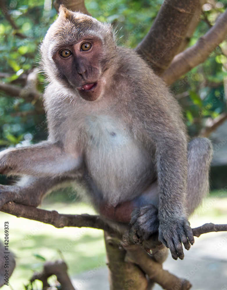 Monkey Monkey