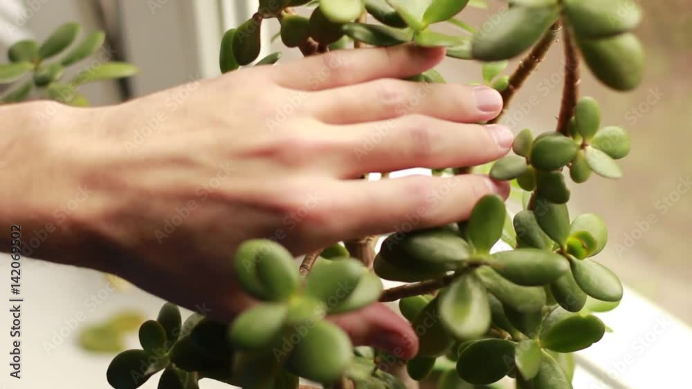 Touching a home plant with hand Touching a home plant with hand