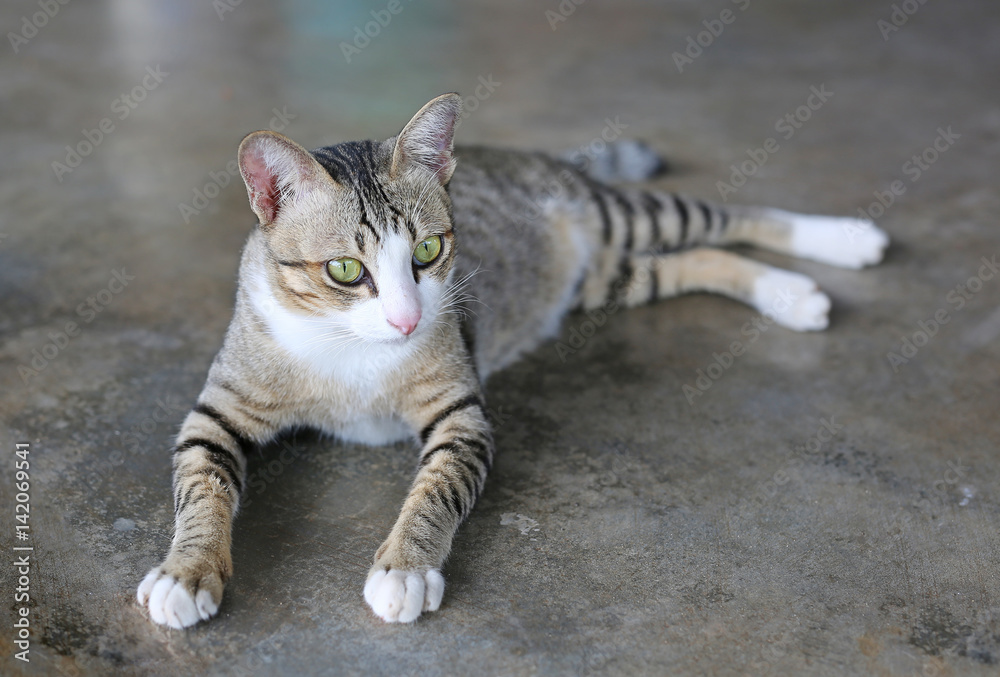 Striped cat lying on cement ground Striped cat lying on cement ground