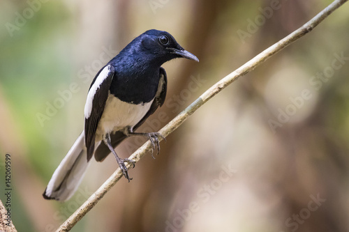 Image of bird on the branch on natural background. Oriental Magpie Robin (Copsychus saularis) © yod67