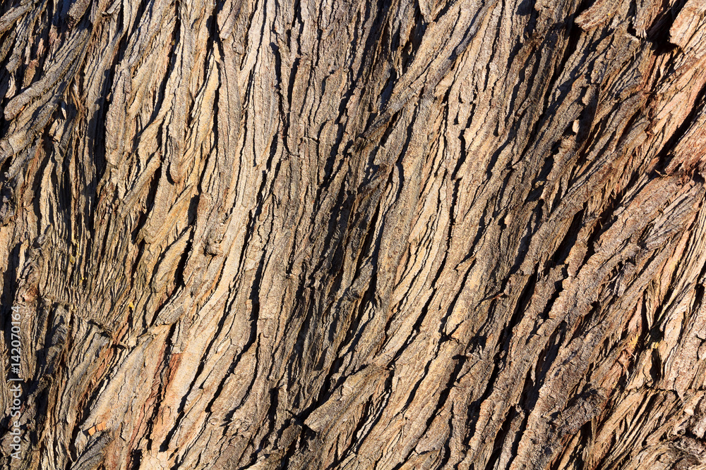 old brown bark texture color background photo old brown bark texture color background photo