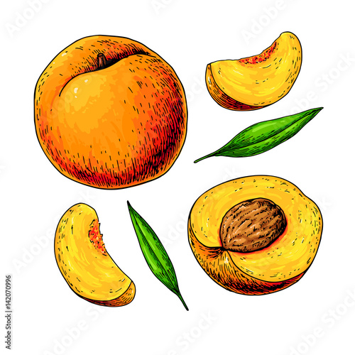 Peach vector drawing. Isolated hand drawn full and sliced pieces