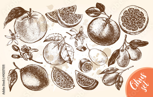 Ink hand drawn set of different kinds of citrus fruits. Food elements collection for design, Vector illustration.