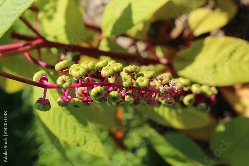   Pokeweed  berries  or Pokeberry  Red Ink Plant  Pigeon Berry  Garnet  Poke  Poke Sallet  in St. Gallen  Switzerland. Its Latin name is Phytolacca Americana  native to eastern North America.