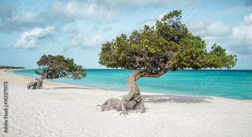 Foto Eagle beach with divi divi trees on Aruba island