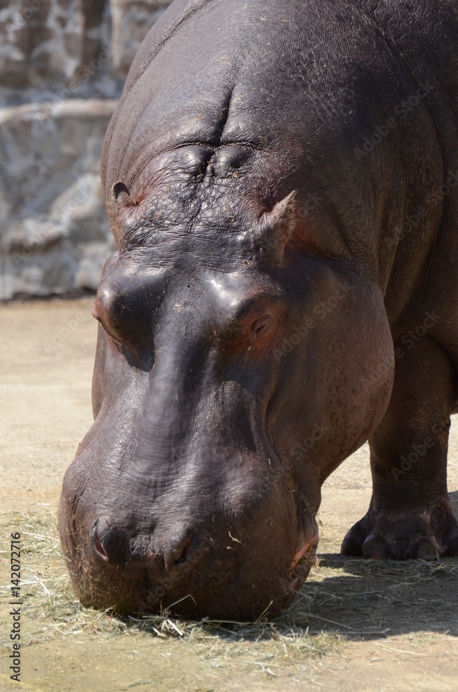 Obraz premium カバ