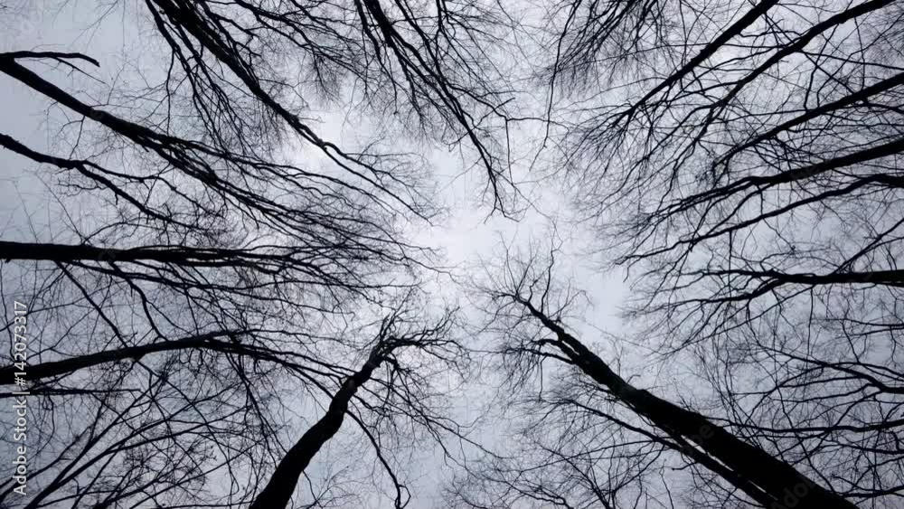 Walking and Looking up at a Crones of Autumn Trees Without Leaves. Dry Bare Autumn Trees View From the Bottom up Walking and Looking up at a Crones of Autumn Trees Without Leaves. Dry Bare Autumn Trees View From the Bottom up