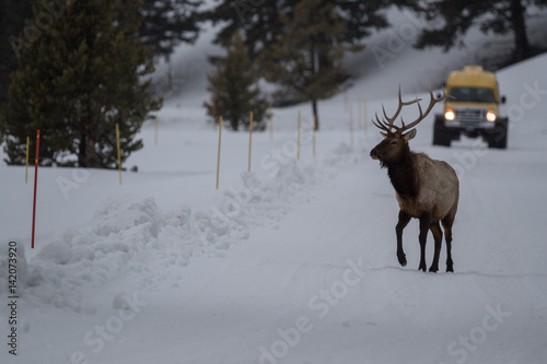 Elk, or Wapiti walking on the road.