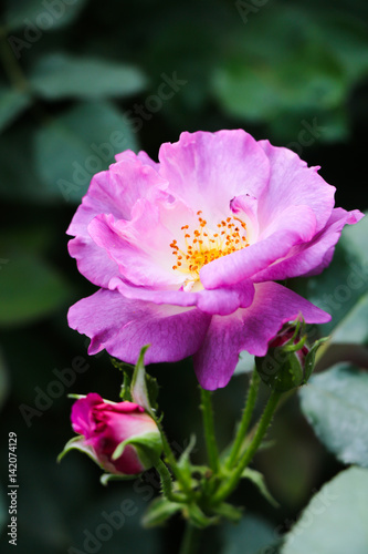 Wild purple rose flower