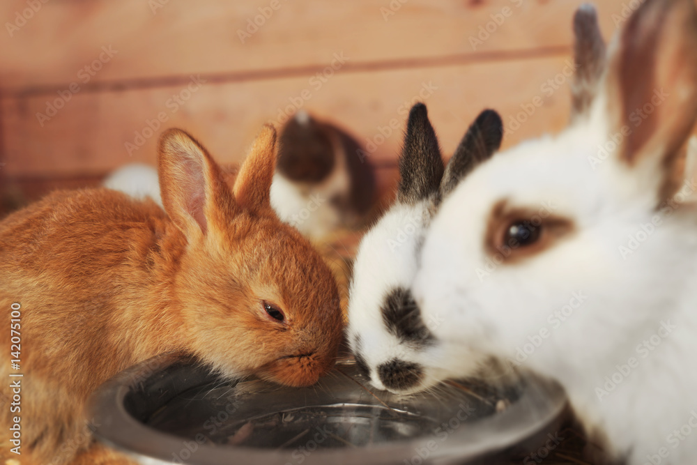 Obraz premium Cute funny rabbits in zoological garden